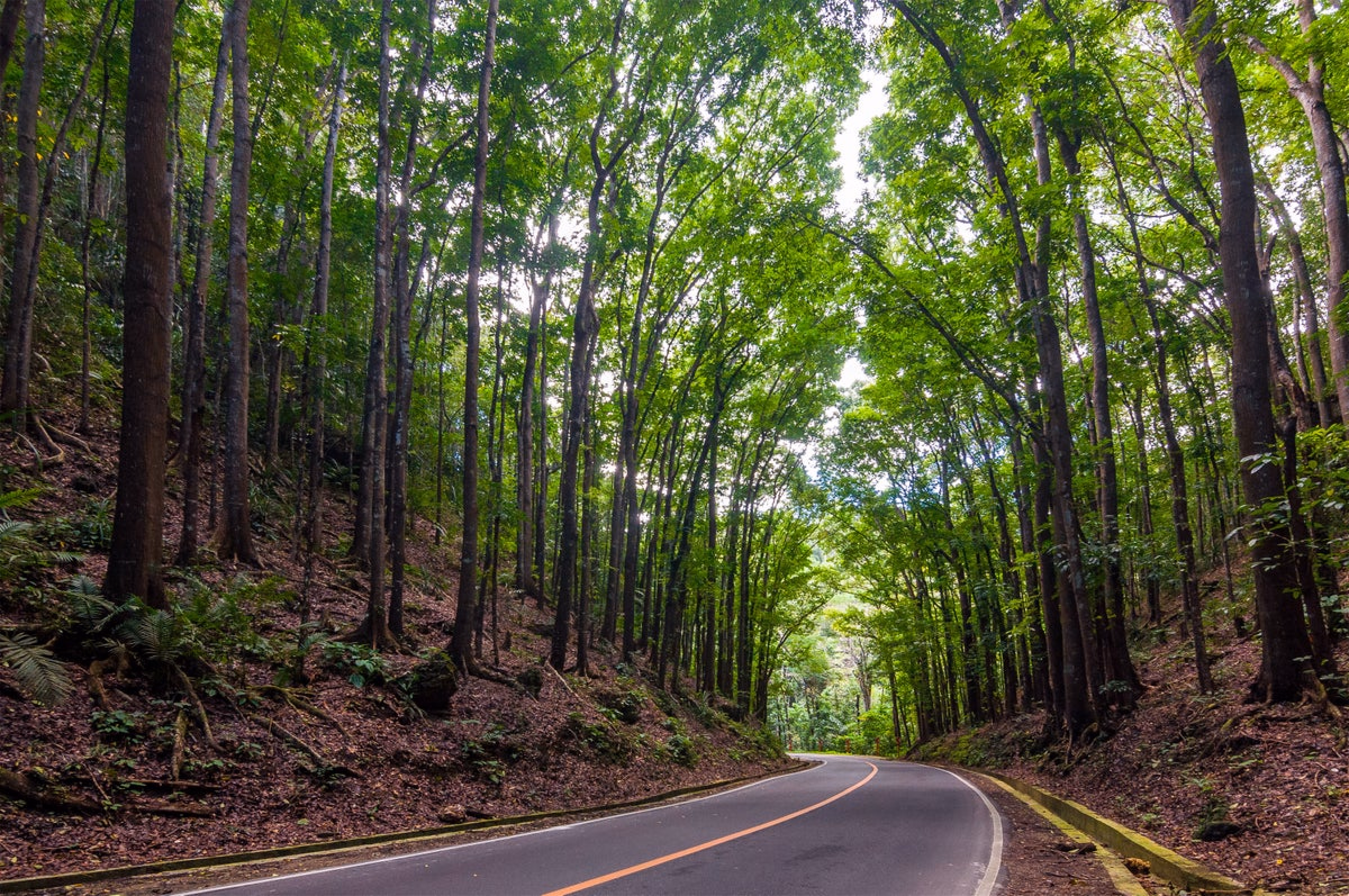 image-https://cdn.palawanwebsolutions.com/clarkkent/bohol/countryside/manmade.avif1