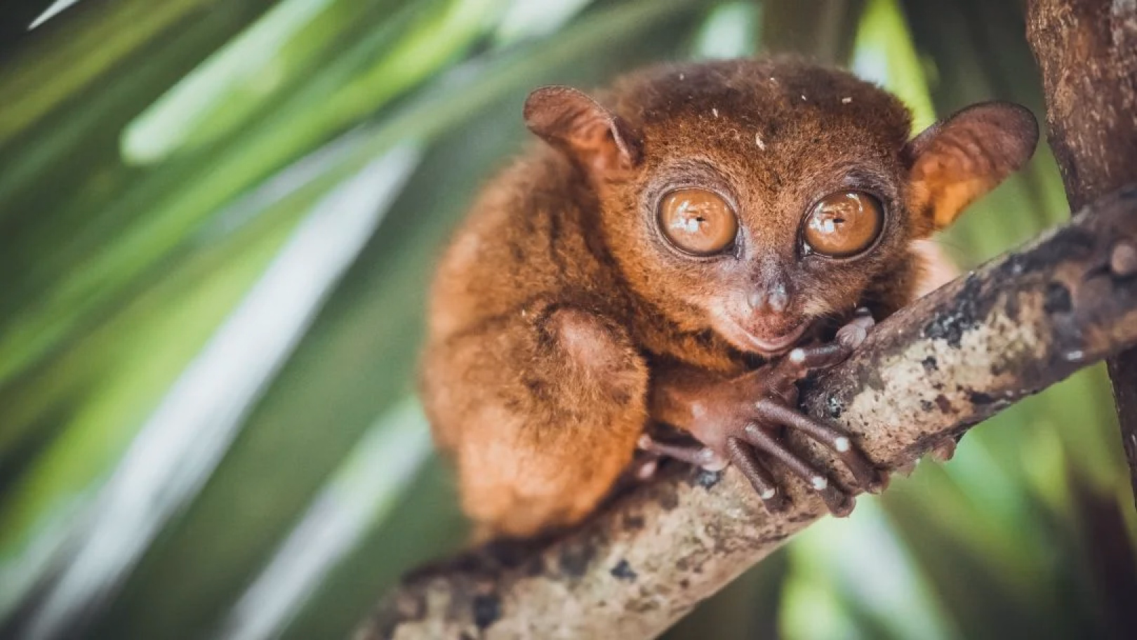 image-https://cdn.palawanwebsolutions.com/clarkkent/bohol/countryside/tarsier.avif1