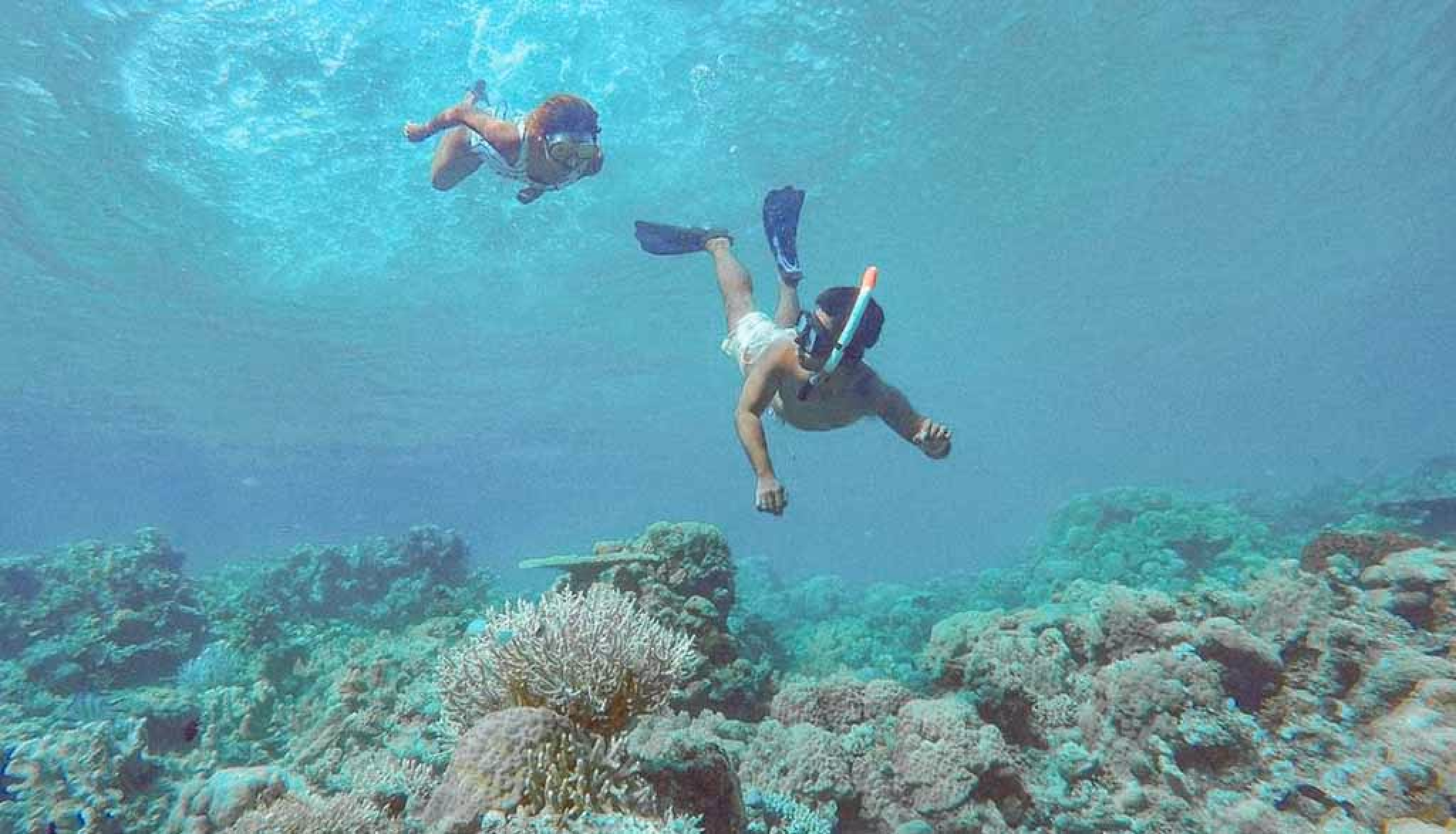 image-https://cdn.palawanwebsolutions.com/clarkkent/coron-package-5/coral.avif1