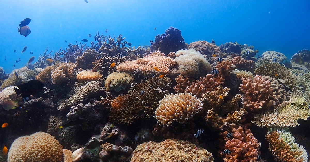 image-https://cdn.palawanwebsolutions.com/clarkkent/coron/sut/reef.avif1