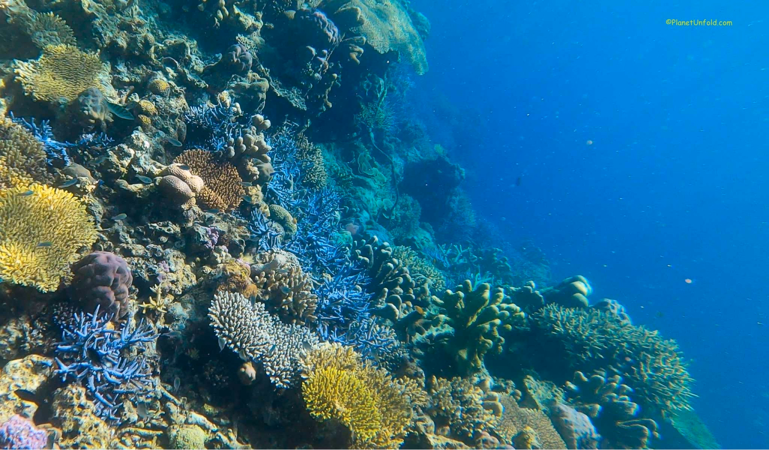 image-https://cdn.palawanwebsolutions.com/clarkkent/coron/tour-b/reef.avif1