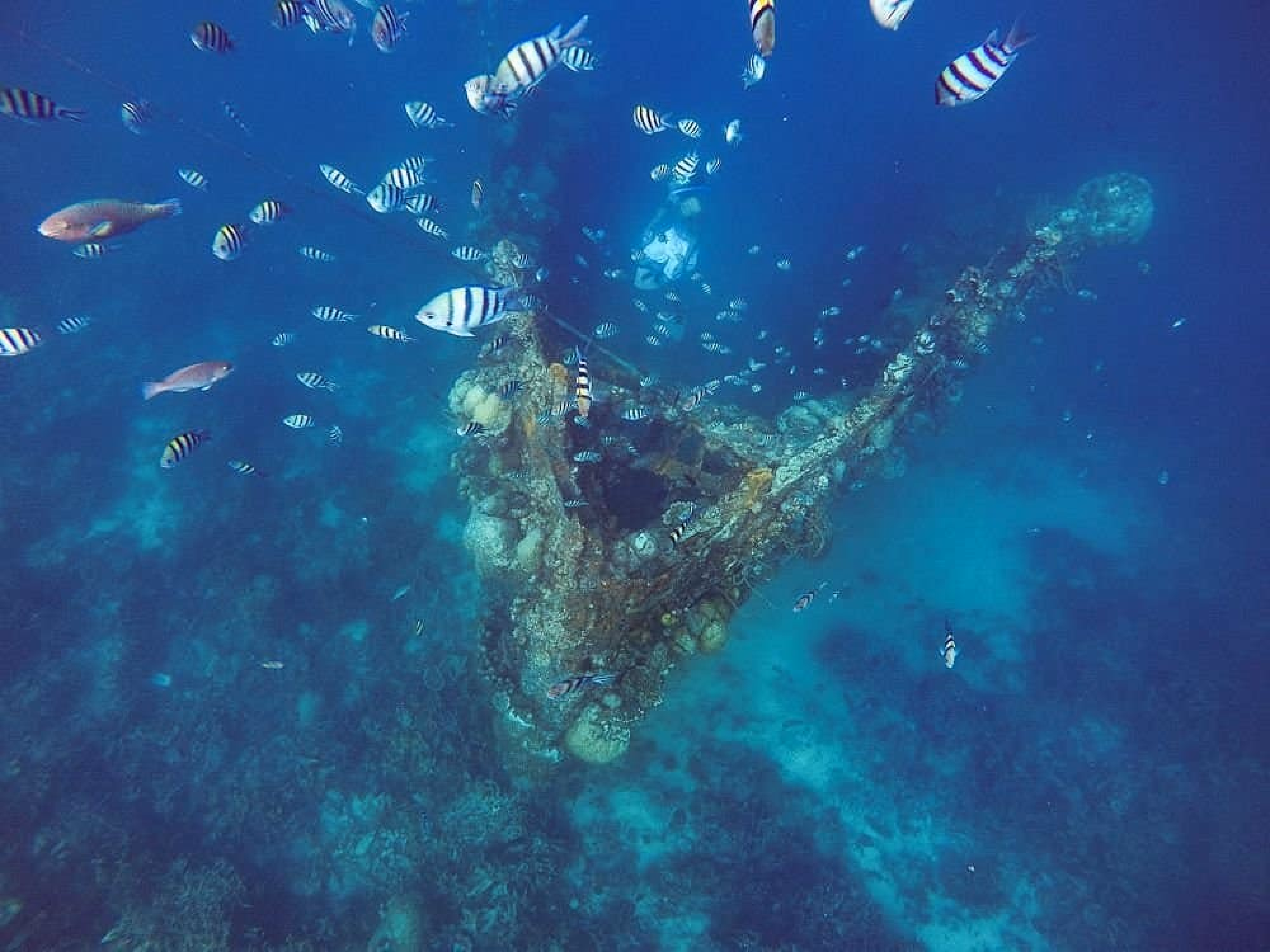 image-https://cdn.palawanwebsolutions.com/clarkkent/coron/tour-b/skeleton.avif1