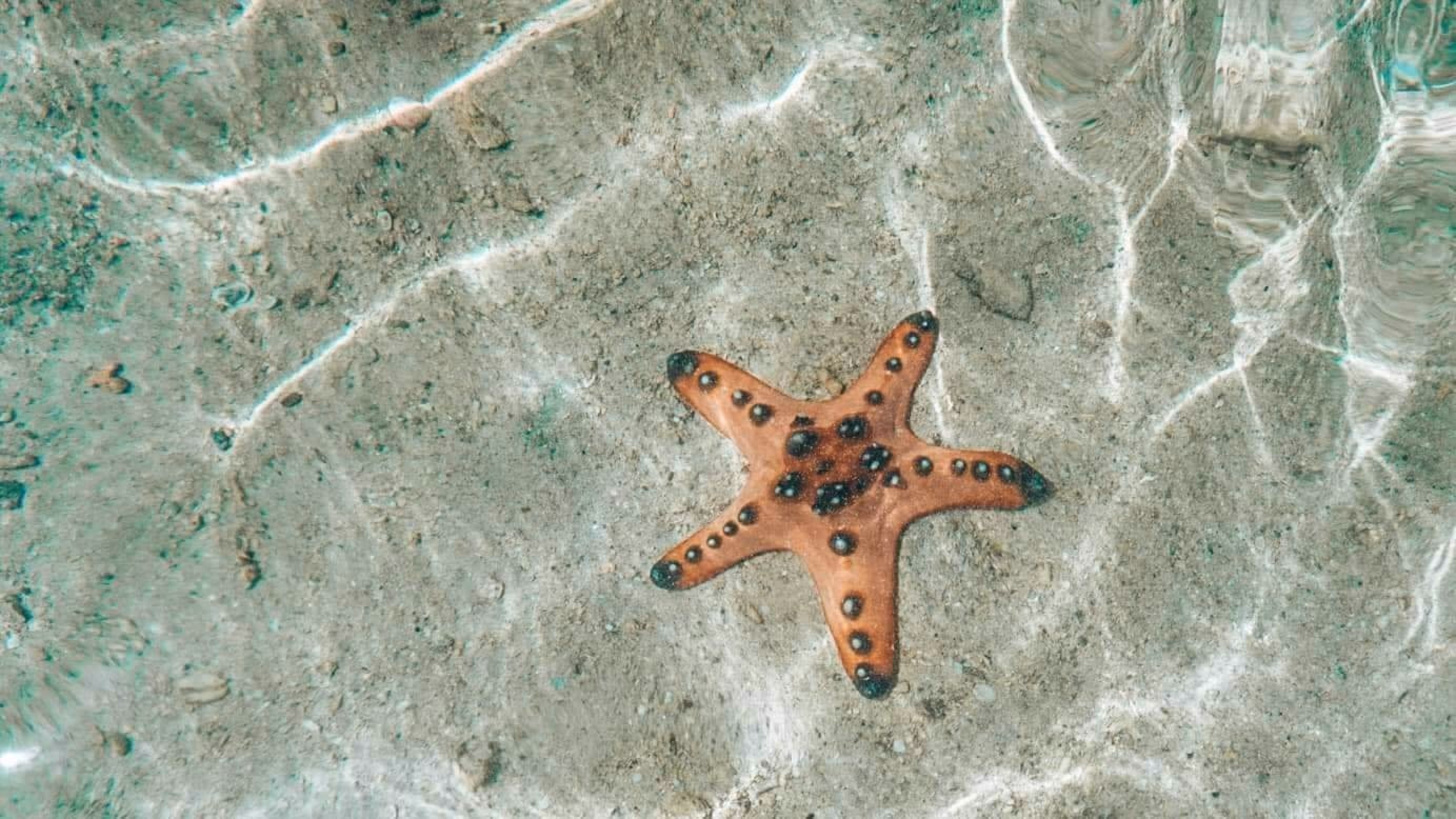 image-https://cdn.palawanwebsolutions.com/clarkkent/port-barton/day-tour/starfish.avif1