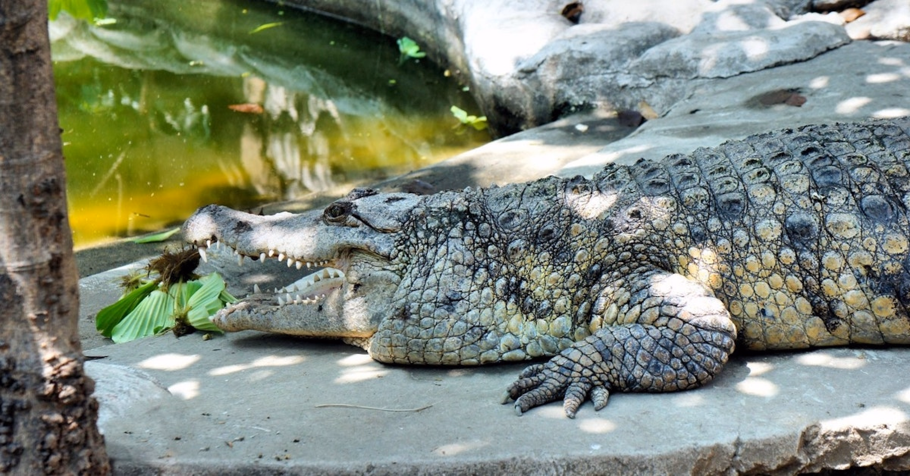 image-https://cdn.palawanwebsolutions.com/clarkkent/pps/city-tour/crocodile.avif1
