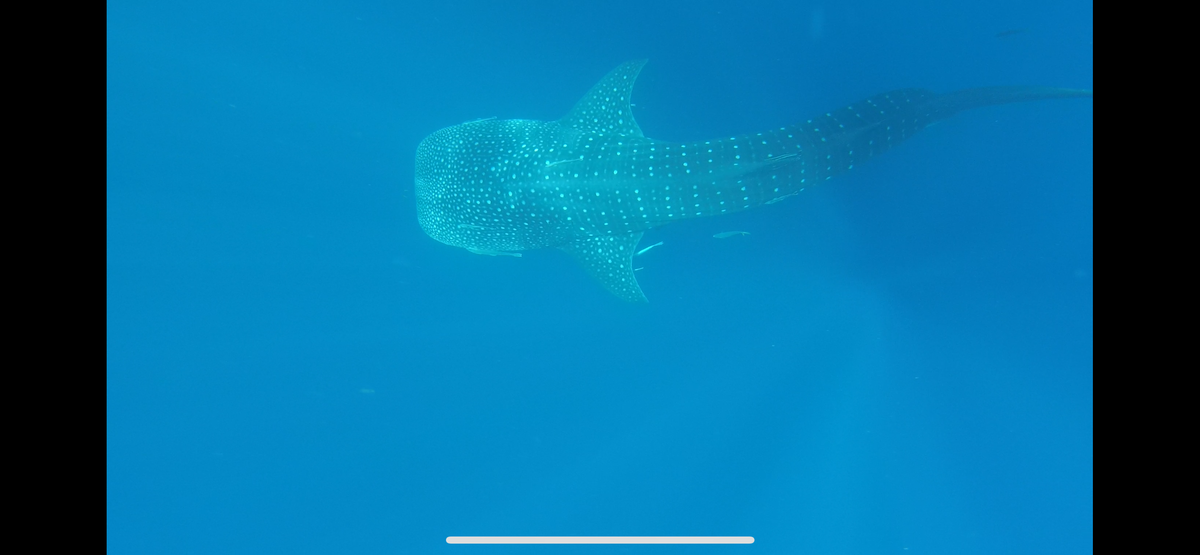 Whaleshark Watching with Picnic Lunch